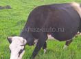 Продаются Корова цена 25тр 85 или 90 