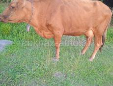 Продается дойная корова с телёнком