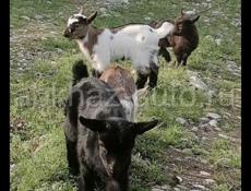 Камерунские козы 