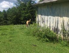 Продается участок полтора гектара в селе Джгьарда