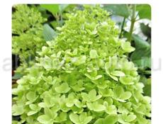 Метельчатая гортензия в ассортименте