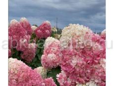 Метельчатая гортензия в ассортименте
