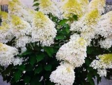 Метельчатая гортензия в ассортименте