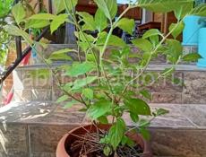 Метельчатая гортензия в ассортименте