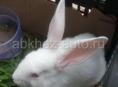 Кролик белый