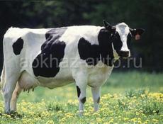 Куплю хорошую дойную корову(2-3шт)
