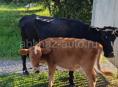 Продаются корова с телёнкам