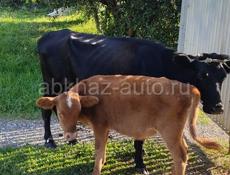 Продаются корова с телёнкам