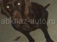 Пропала собака в Алахадзы