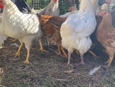 Продаются семи месячный подрощенные цыплята звонить по номеру +79409610261 Писать на ватсап +79409307330