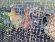 Продаются семи месячный подрощенные цыплята звонить по номеру +79409610261 Писать на ватсап +79409307330