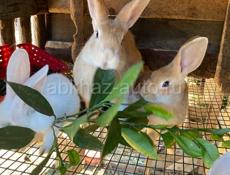 Продаются кролики разных цветов и возврастов идеальный подарок для близкого друга или для детей 
