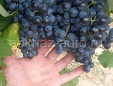 Продается виноград