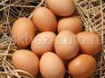 Куплю инкубационные яйца местных пород 