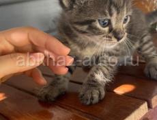Отдадим котят в добрые руки 