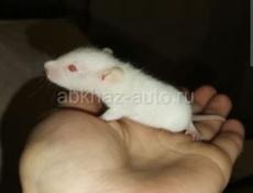 Крысята дамбо-альбеносы)