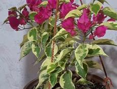 Бугенвиллия цветущая Vera variegata 