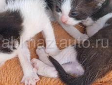 Сиамская кошка с тремя котятами 