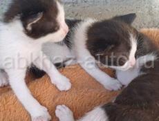Сиамская кошка с тремя котятами 
