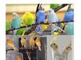 Продаются попугаи и канарейки 