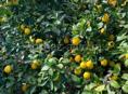 Абхазские лимоны 