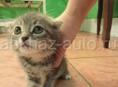 Продам котёнка вислаухая шатланская очень красивая 2.500. Торг есть 