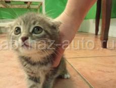 Продам котёнка вислаухая шатланская очень красивая 2.500. Торг есть 
