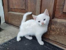 Котята смесь обычной кошки и белой турецкой ангоры