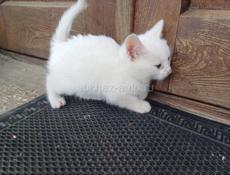 Котята смесь обычной кошки и белой турецкой ангоры