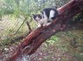 Отдам котят 