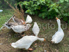 Продаются взрослые линдовские гуси 