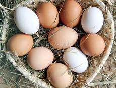 Куплю местные куриные яйца для инкубатора