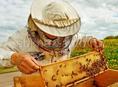 Ищу пчеловода 