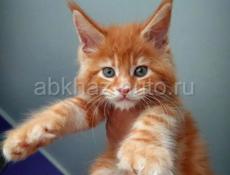 Продаются чистокровные котята мейкун полидакт