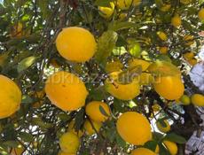Продаются лимоны крупные 40 руб