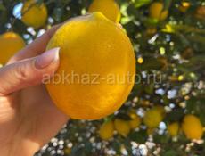 Продаются лимоны крупные 40 руб