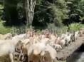 Продаются козы на Хичхуаму, белые, рогатые