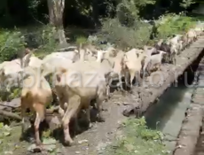 Продаются козы на Хичхуаму, белые, рогатые