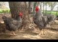 Цыплята-Гриз Бар /Яйцо оригинал Испания