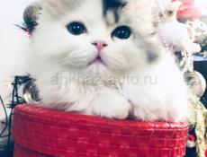 Котенок Хайленд Страйт