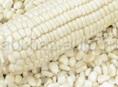 Кукуруза белая на продажу имеем до двух тонн по 100 рублей, 9278308