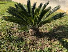 Саговая пальма 