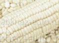 Кукуруза белая продаю по 90 рублей до тонны,, 9278308