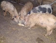 Продаю породистых свиней,за подробную информацию звонить на прямую