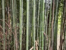 Продам бамбук 