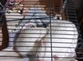  домашние ручные крысы