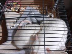  домашние ручные крысы