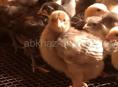 Продаются цыплята мясо яичная порода 2 нед 