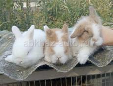  карликовые кролики