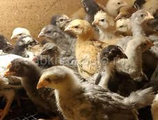 Продаются цыплята мясо яичной породы помесь 